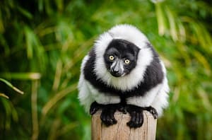lemur-sustainable-travel-otas